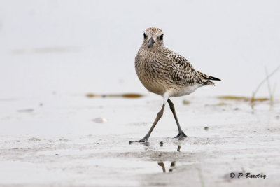 Black-bellied Plover