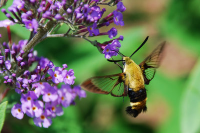 SNOWBERRY CLEARWING MOTH