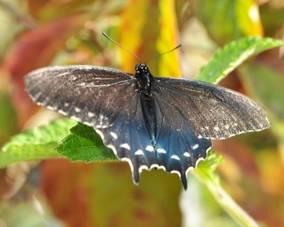 PIPEVINE SWALLOWTAIL