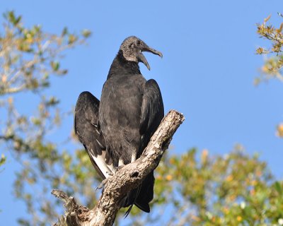 BLACK VULTURE