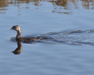 PIED-BILLED GREBE