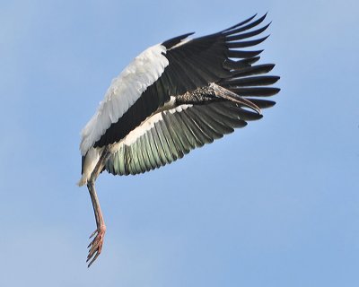 WOOD STORK