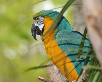 YELLOW AND GREEN MACAW
