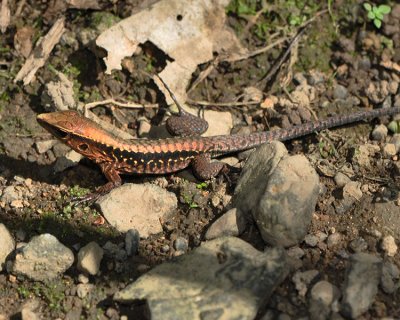 CENTRAL AMERICAN WHIP-TAILED LIZARD