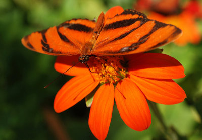 BANDED ORANGE