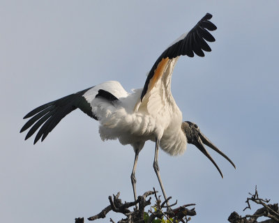 WOOD STORK