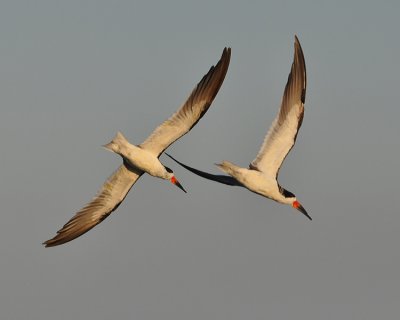 BLACK SKIMMERS