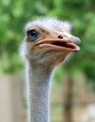 OSTRICH