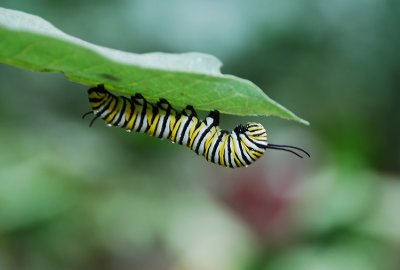 MONARCH CATERPILLAR