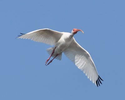 WHITE IBIS