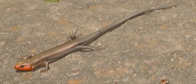 FIVE-LINED SKINK