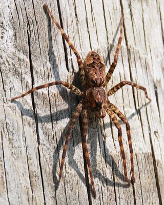 DARK FISHING SPIDER