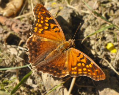 TAWNY EMPEROR BUTTERFLY 