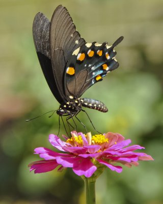 PIPEVINE SWALLOWTAIL
