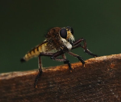ROBBER FLY