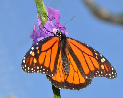 MONARCH BUTTERFLY 