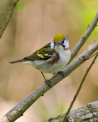 CHESTNUT-SIDED WARBLER