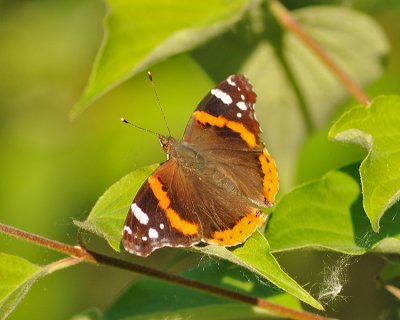RED ADMIRAL BUTTERFLY