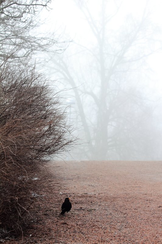 Foggy day in the park II