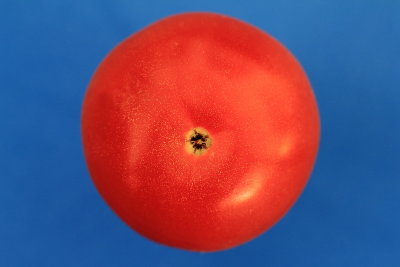 For those who like tomatoes but feel blue