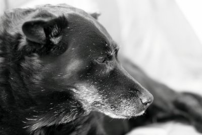 Lola