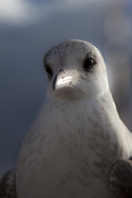 Arturo, the posing seagull