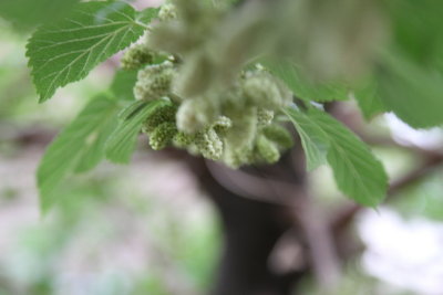 mulberry.jpg