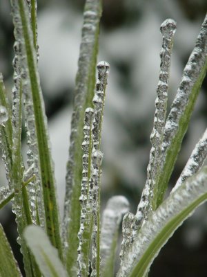 DSC05194a.jpg