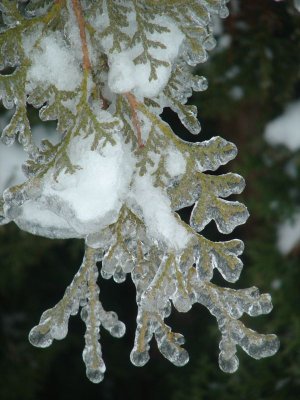DSC05286a.jpg
