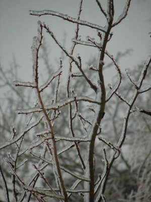 DSC05359a.jpg