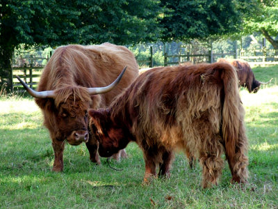 Highland Cattle - Cawdor - 015.1588l.jpg