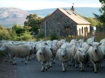 Sheep jam Strathnairn - DSCF.0486cscres.jpg