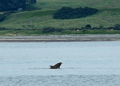 Dolphin - Cromarty Firth - 078.7259crl.jpg