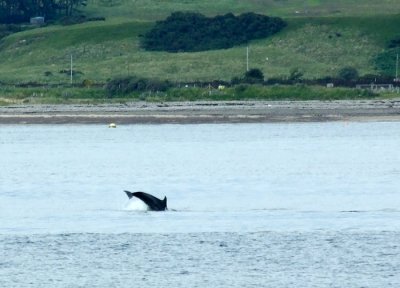 Dolphin - Cromarty Firth - 078.7257crl.jpg