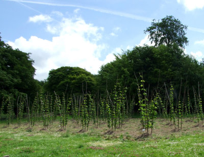 Hop Field - 06076.6895crl.jpg