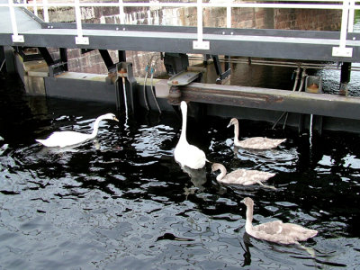 Waiting for the Lock - 014.1412cscresl.jpg
