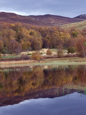 Autumn Reflections  Loch Ruthven - 0838002l.jpg