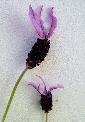005.0329cb.jpg