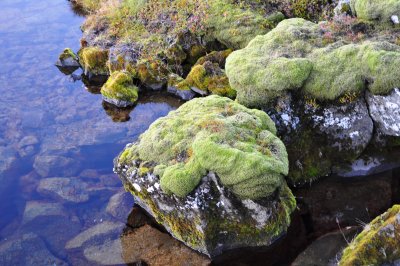 Rock, Moss and Water X