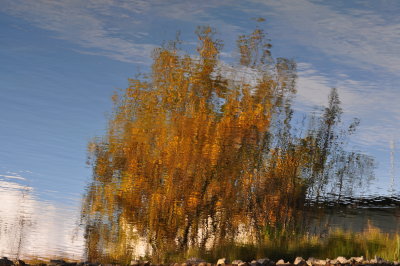 Reflection of an autumn tree I