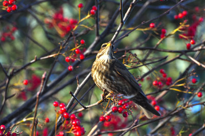 Autumn Feast II