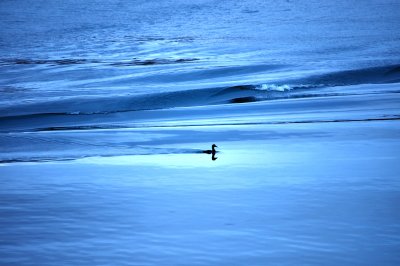 Bird reappears...