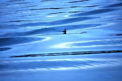 Swimming in the Blue Sea