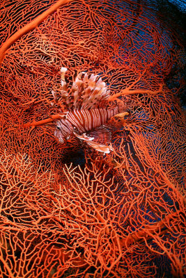 Red Sea Lion Fish
