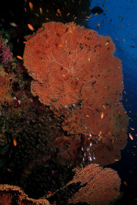 Anella Mollis