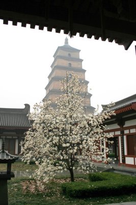 0544. Xi'an - La pagoda dell'oca selvatica.JPG
