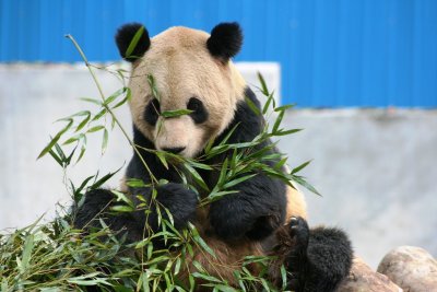 0727. Guilin - Il parco delle sette stelle.JPG