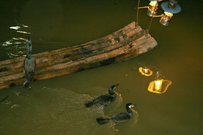 0771. Guilin - La pesca coi cormorani.JPG