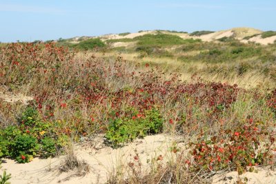 0134 Cape Cod - Herring Cove beach.JPG