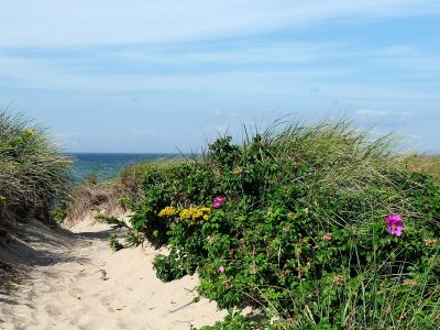 0136 Cape Cod - Herring Cove Beach bis.JPG